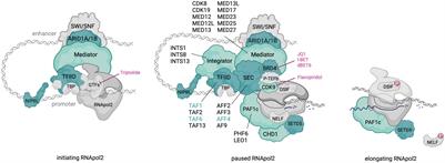 Transcription Pause and Escape in Neurodevelopmental Disorders